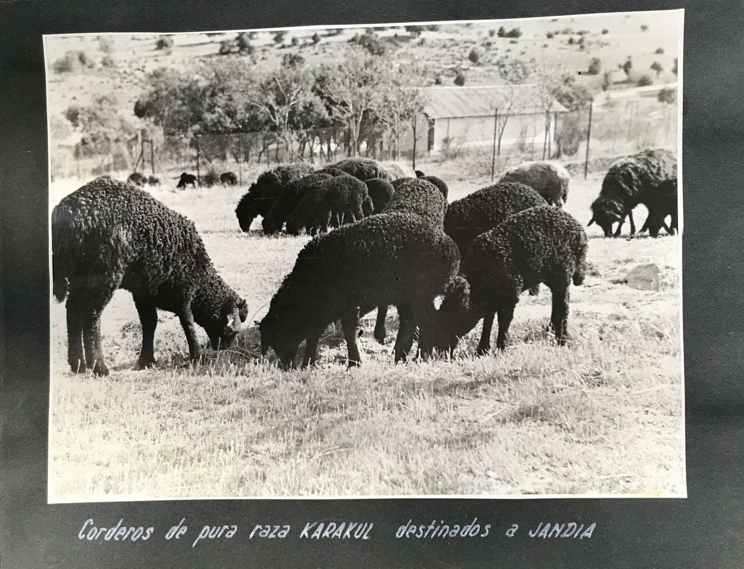 Corderos de pura raza KARAKUL destinados a JANDIA