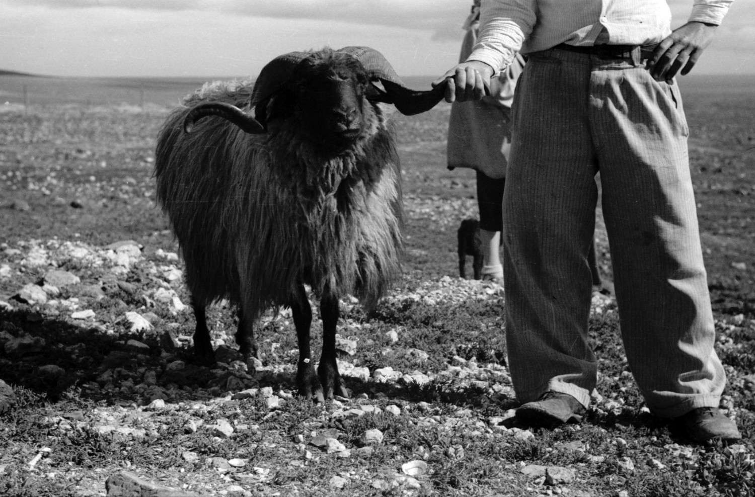 Semental de cordero Karakul